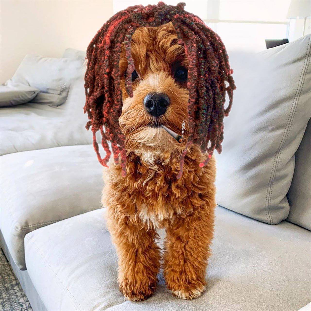 Benji Dreads